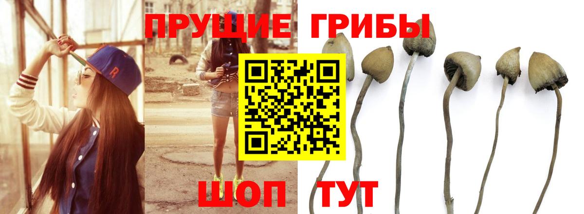 Псилоцибиновые грибы прущие грибы Семилуки
